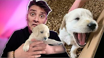 🐶 VÆLG MIN HVALP 🐶