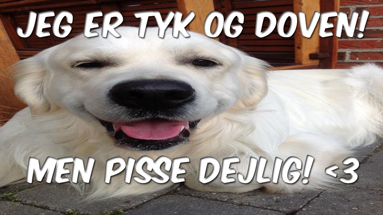 Min hund er tyk og doven!