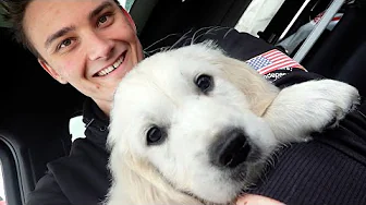 Henter Min Hundehvalp