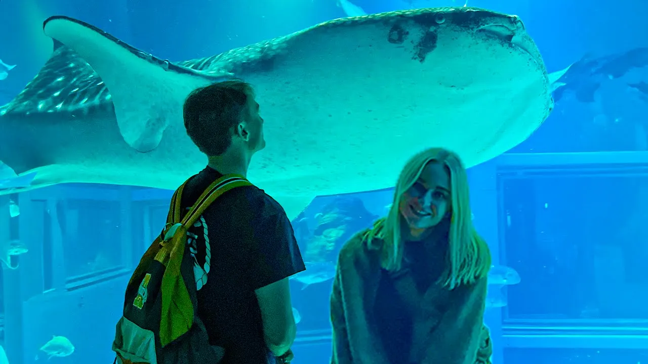 Vi Ser Hvalhajer For Første Gang?!