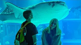 Vi Ser Hvalhajer For Første Gang?!