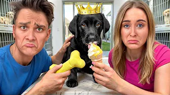 Den her hund har ingen familie..