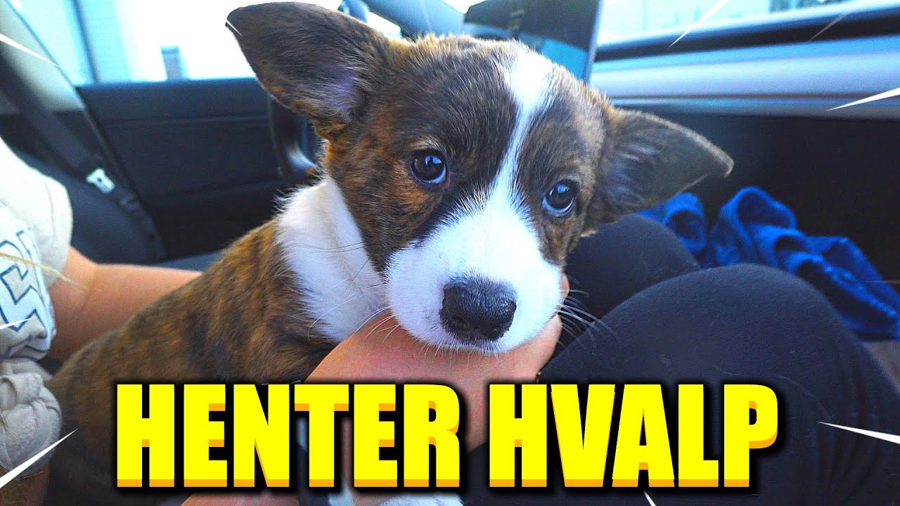 VI HENTER VORES HUNDEHVALP!!