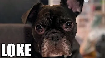 Moller - Min Franske Bulldog 🎵