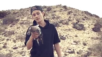 SPISER EN DUE FOR AT OVERLEVE