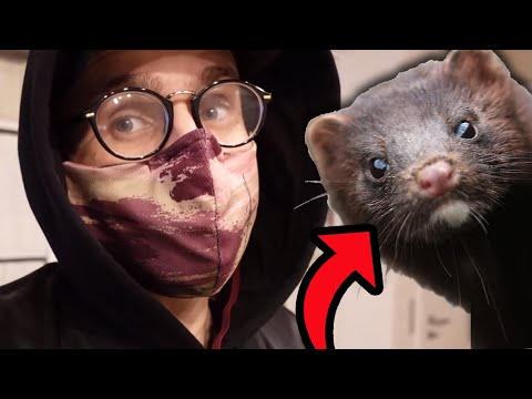 DISSTRACKS & BESØGER MINK GRAVENE I KØLVRÅ - [Weekly Vlog ep. 2]