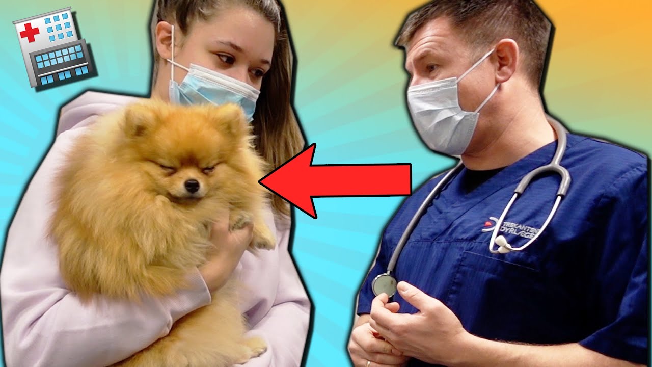 Eddie på dyrehospitalet :( Sophia snyder med julegaverne! - Klorin overalt!