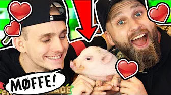 Mød MØFFE! - Vores Baby Gris!!