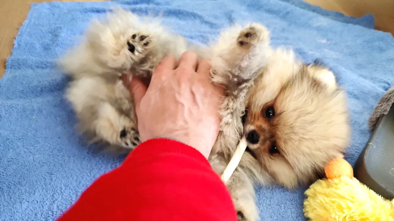 Så skete det! Mød min første hund Eddie!😍