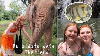 FODRE ELEFANTER!! Thailand vlog #3