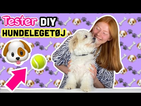 Tester Diy hundelegetøj til min hund!! Min hunds fødselsdag! //Emmes krea-verden//