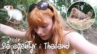 MUS PÅ VORES VÆRELSE!! - Thailand vlog #2