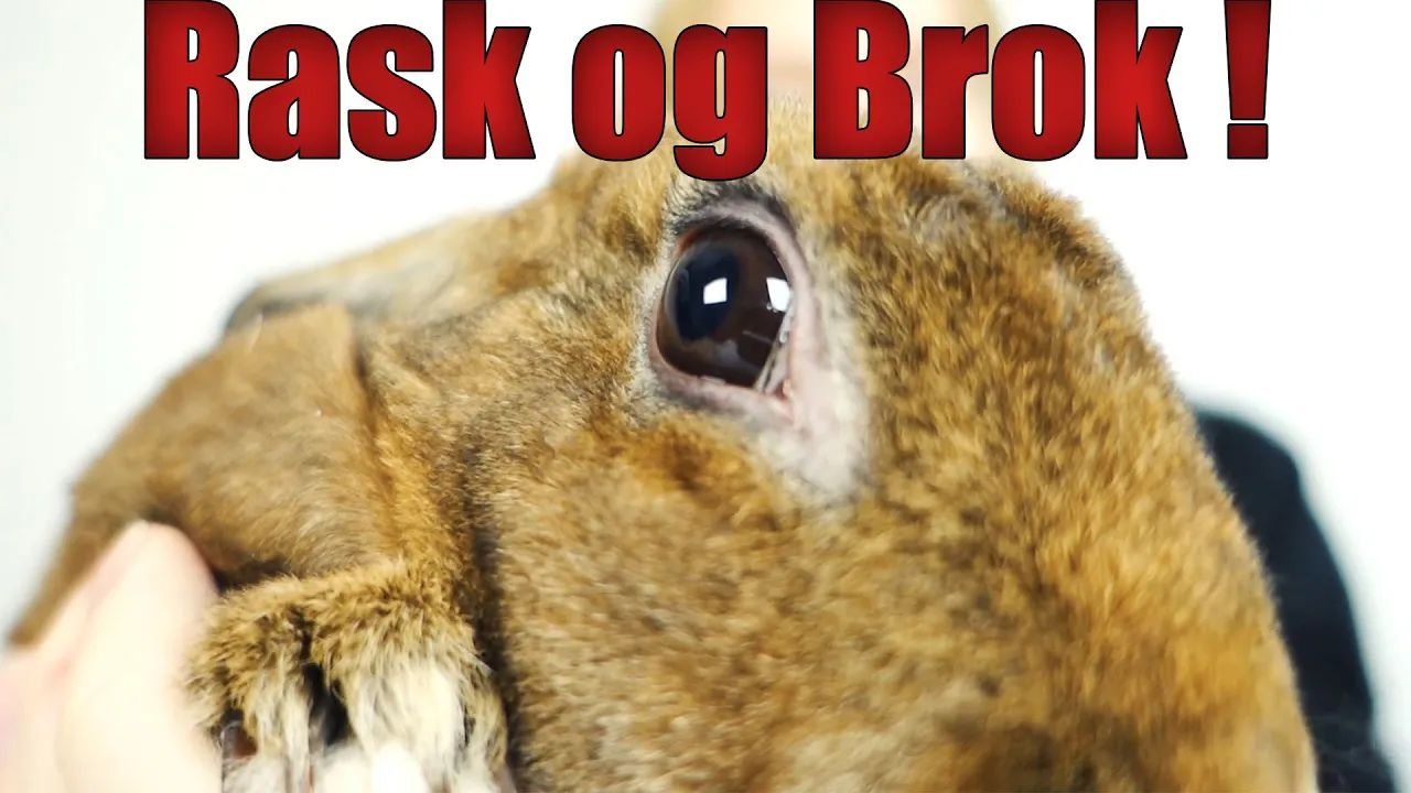 Rask igen, Dårligt optimeret spil !