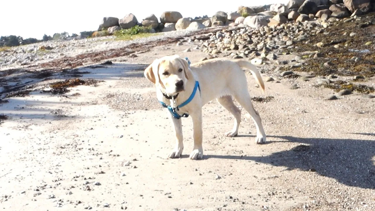 Vlog -  NAVNSKIFT OG HÅNDVÆRK