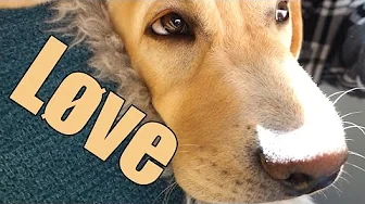 En dag på LANDET #14 - NEMO SOM LØVE !