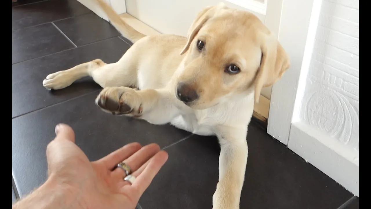 En dag på LANDET #5 - THIS IS DOG !!!!