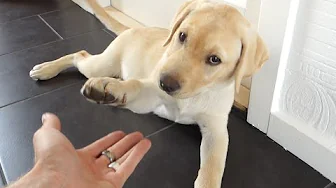 En dag på LANDET #5 - THIS IS DOG !!!!