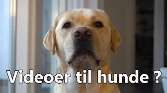🔥Nemo reagere på hundevideoer!