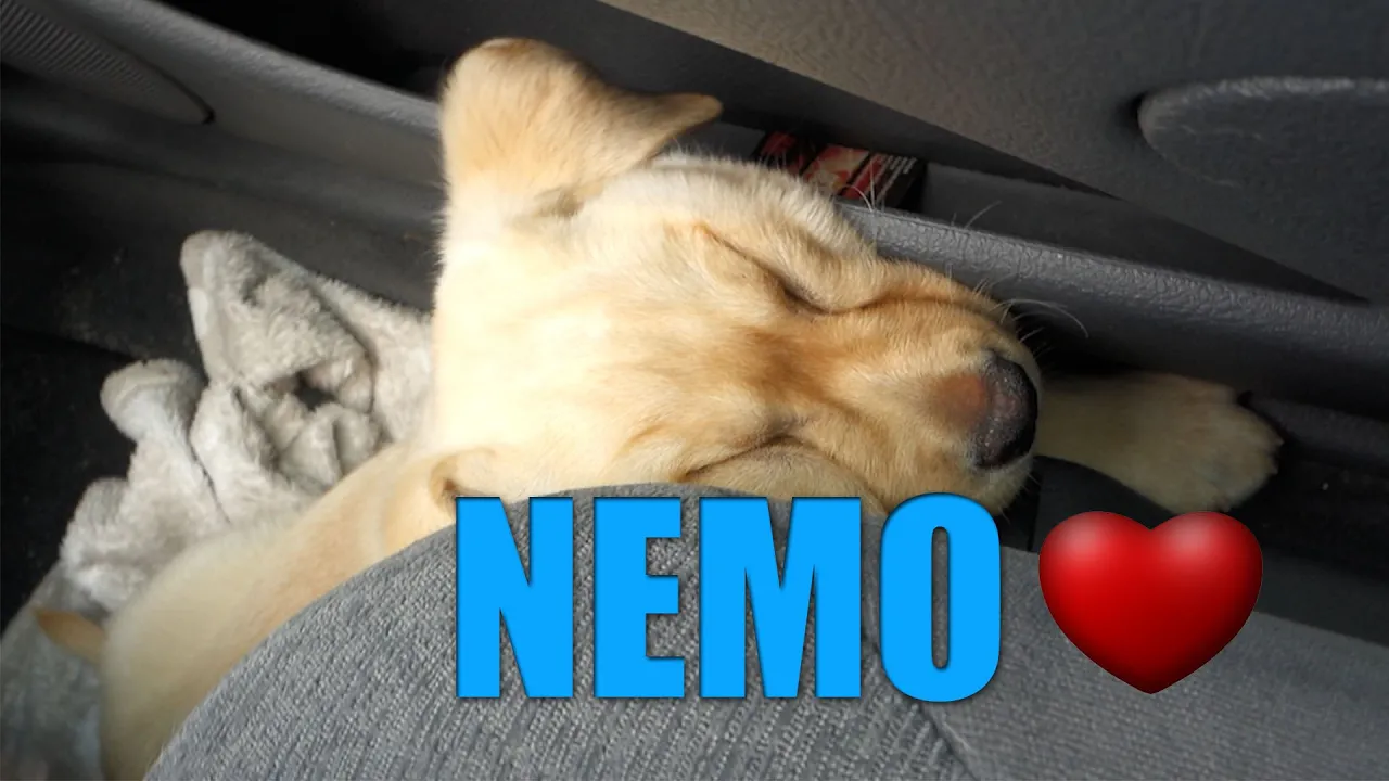 MIN HUND ER SPONGO.... !