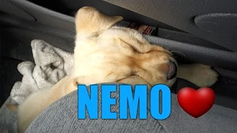 MIN HUND ER SPONGO.... !