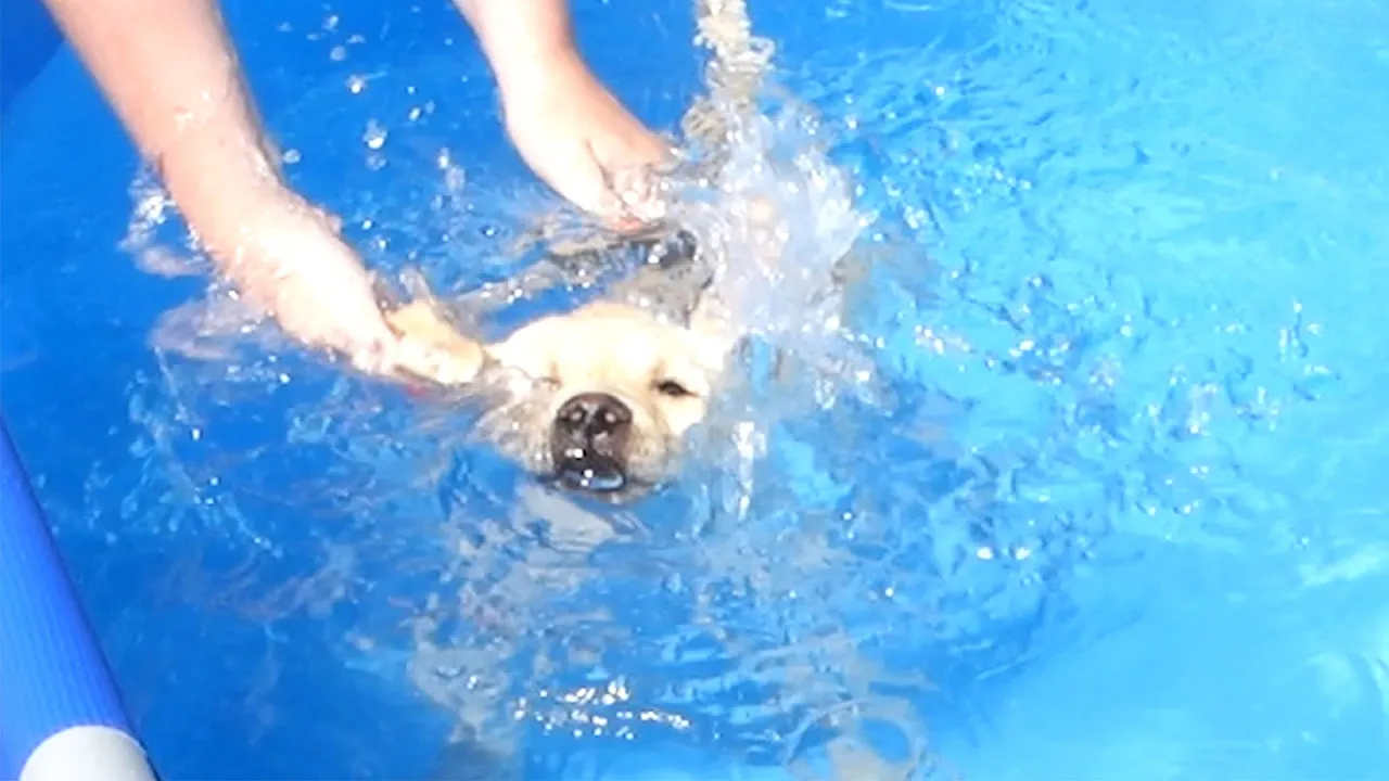 En dag på LANDET #3 - NEMO DYKKER !!!