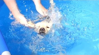 En dag på LANDET #3 - NEMO DYKKER !!!