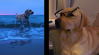 DEDIKERET TIL FOLKET DER ELSKER NEMO !