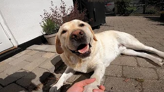 🐕 Folk spørger så tit hvordan det går med Nemo 🐕