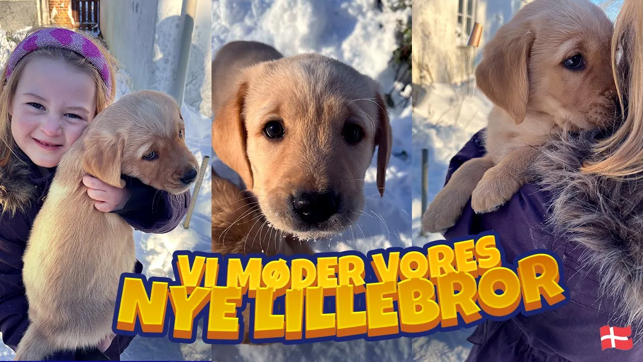 Vi får en KÆMPE overraskelse... 🐶 [vlog dansk]