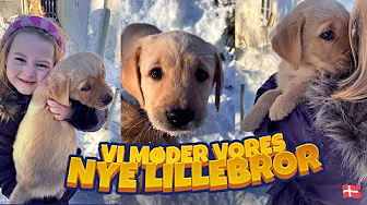 Vi får en KÆMPE overraskelse... 🐶 [vlog dansk]