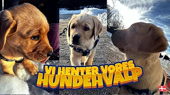 Vi henter vores hundehvalp 🐾
