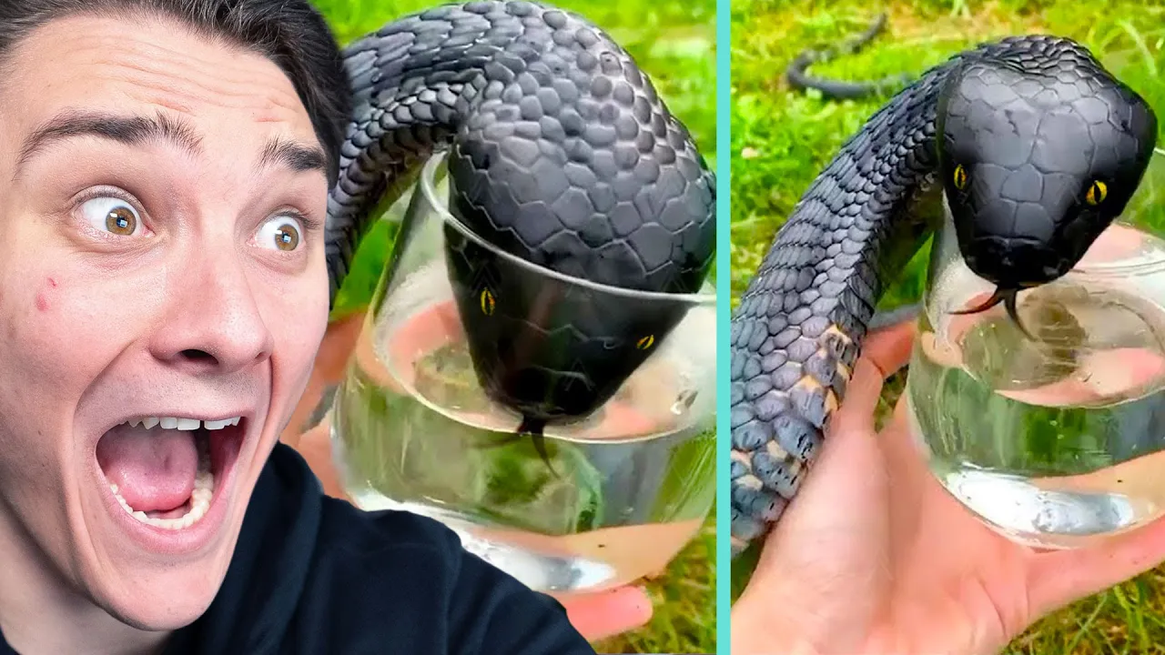 Mest SKRÆMMENDE Møder med Dyr