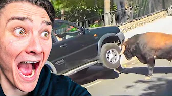 Mest SKRÆMMENDE Møder med Dyr