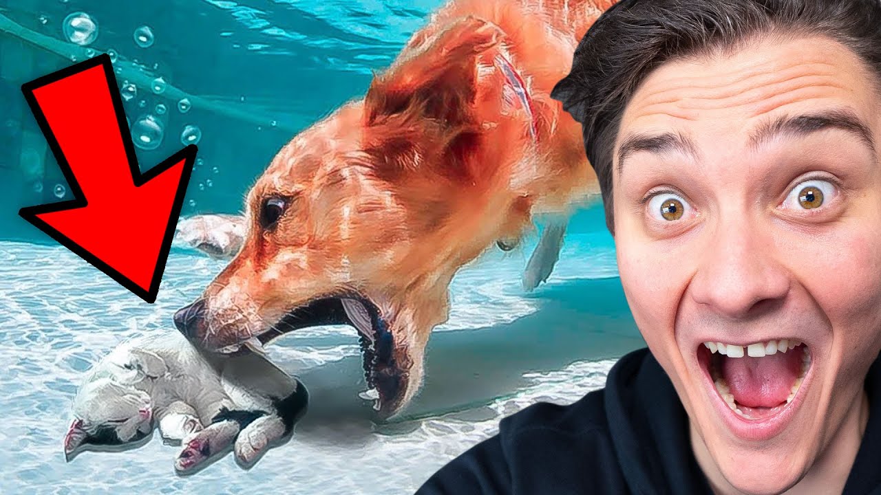 Dyr redder andre dyr