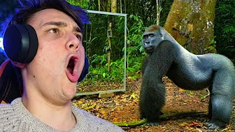 Gorilla Ser sit SPEJLBILLEDE Første Gang Nogensinde