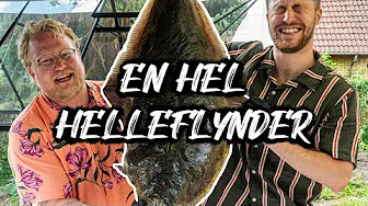 HEL HELLEFLYNDER | HELE DYR