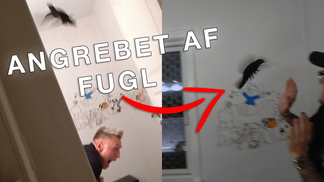 VI BLIVER ANGREBET AF EN FUGL - LAN HOS EIQU