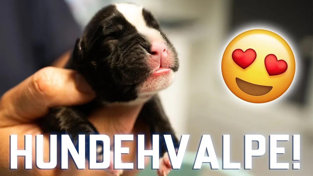 MIN HUND FÅR HVALPE! - HVALPEVLOG 1
