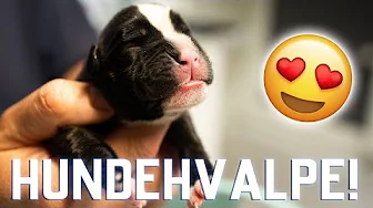 MIN HUND FÅR HVALPE! - HVALPEVLOG 1