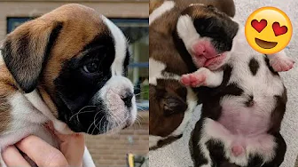 VI HAR FÅET HUNDEHVALPE IGEN!!