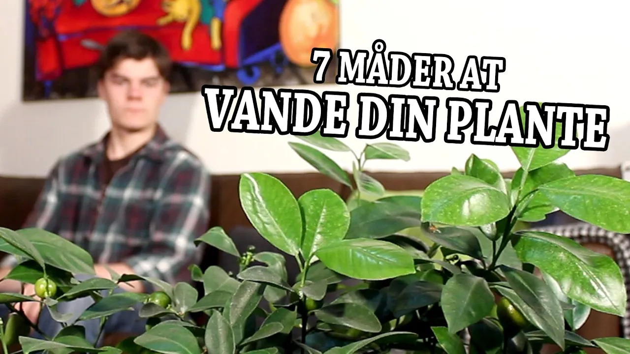 7 Måder at Vande din Plante