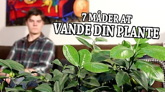 7 Måder at Vande din Plante