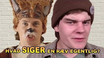 Hvad SIGER en ræv egentlig? | Analyse: Ylvis - The Fox