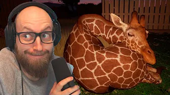 Jeg har startet en giraf bollefabrik 🦒