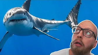 BABYSHARK ER TILBAGE!