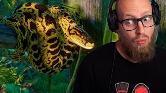 Får En Gul Anaconda