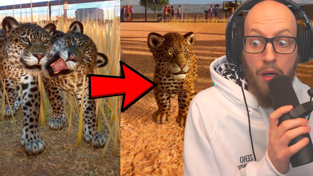 Mine Jaguarer Bedækker Hinanden! Jeg får en sød unge ❤️ (selv voksne mænd græder)