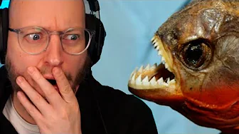 Piratfisk vs hotdog, blæksprutte & andre fisk