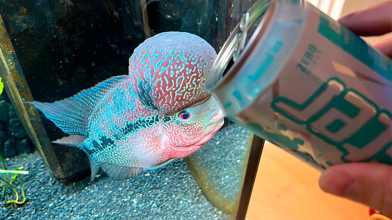 Giver Mine Fisk Energidrik?