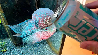 Giver Mine Fisk Energidrik?